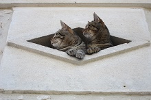 two cats looking out of oeil de boeuf window in the medoc - copie